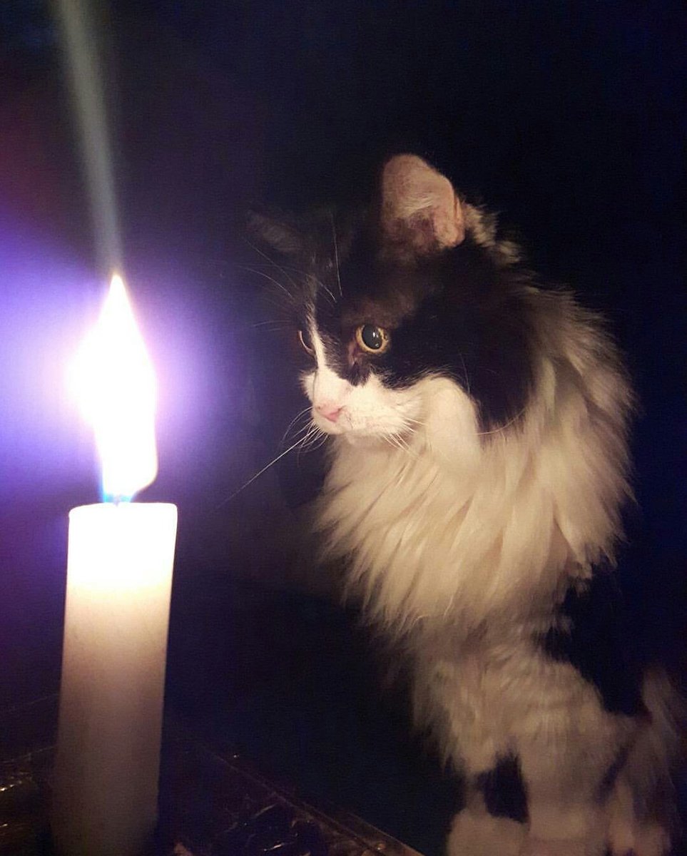 #Thesignalites #lauriebrown #pondercast #mooshie takes his longest night seriously...