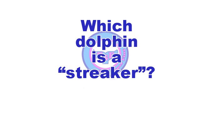 Which dolphin is a 'streaker'? - thesuperfins.com/which-dolphin-… 
#animals #biology #oceans #whales #dolphins #fish #Cgw #Cgwdolphins #Mammals #StripedDolphin