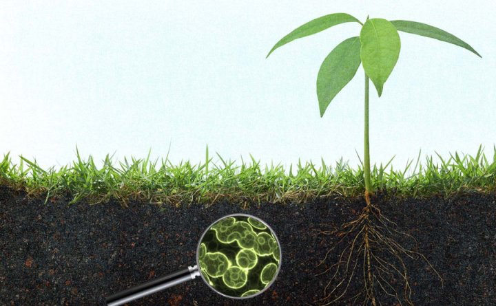 IPLBiologicals's tweet photo. Through #BiologicalSolution for agriculture, we aim to keep #soil alive & in good health with beneficial #microbes to release nutrients in it for increased crop yields. #SoilHealth #IPL #BioFertilizer https://t.co/TJHBXDaDDo