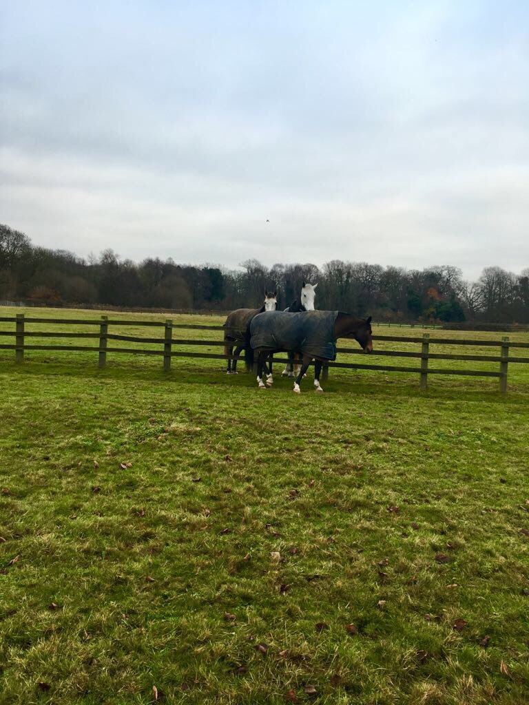 CityHorses's tweet photo. Caught on camera #LittleDave being affectionate to his colleagues 😍 as soon as he seen us he moved away 😂 #keepyourfieldcred #999Family #TwitterMoments #PHIris #PHStar https://t.co/C0W41keO6M