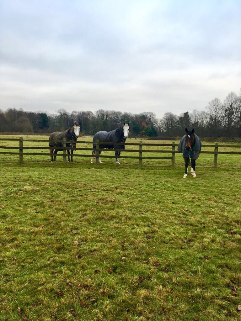 CityHorses's tweet photo. Caught on camera #LittleDave being affectionate to his colleagues 😍 as soon as he seen us he moved away 😂 #keepyourfieldcred #999Family #TwitterMoments #PHIris #PHStar https://t.co/C0W41keO6M