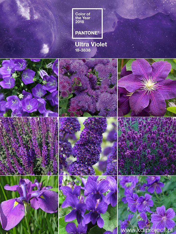kdiproject's tweet photo. #PantoneColorOfTheYear 2018 Oto kilka przykładów roślin z palety fioletu: dzwonek karpacki,żeniszek, powojnik,szałwia omszona,budleja Dawida, lawenda wąskolistna,irys,fiołek wonny, bodziszek💜😊
#pantone #ultraviolet #plants #flowers #garden #garten #ogród #landscapearchitecture https://t.co/eZ9xUfFVgy