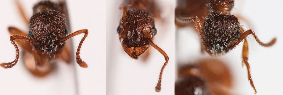 HymenopteraJour's tweet photo. Online image database #AntWeb.org reveals a new host for an ant-specialised ectoparasitic fungal species: https://t.co/6q40xg4SJj #Hymenoptera #Ascomycota #fungi #parasites https://t.co/kN9DcJnyRV