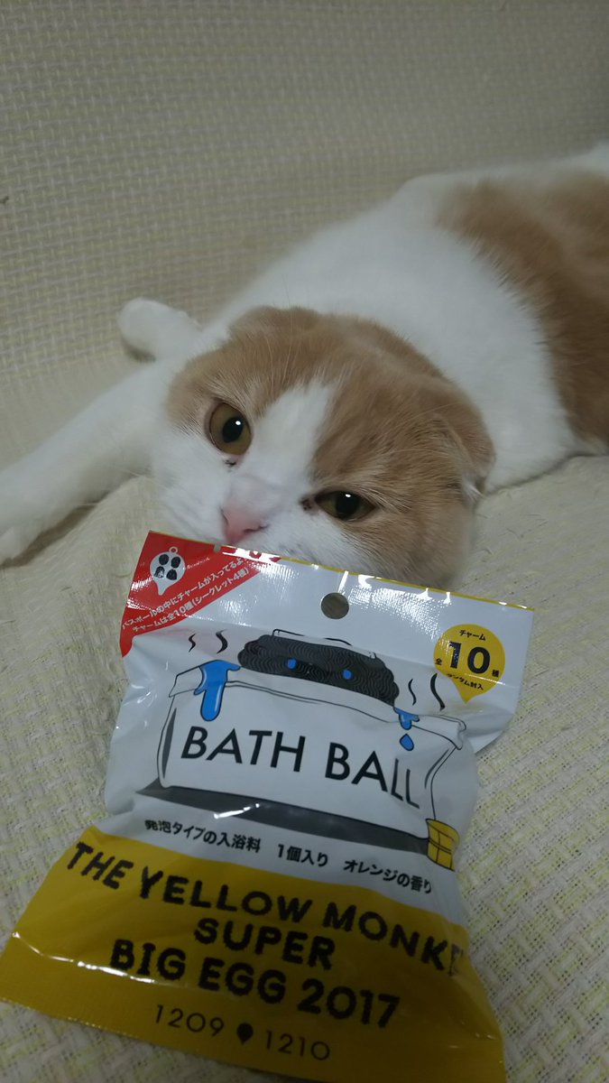 mintneko17's tweet image. 今日はイエモンのバスボールでも入れて♨入るかな。相撲猫は湯加減をみてくれます🎵
#YELLOWMONKEY
#BATHBALL  
#冬至