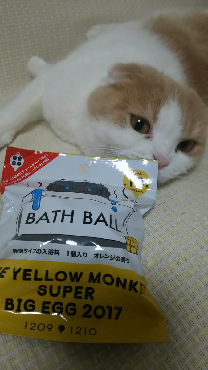 mintneko17's tweet image. 今日はイエモンのバスボールでも入れて♨入るかな。相撲猫は湯加減をみてくれます🎵
#YELLOWMONKEY
#BATHBALL  
#冬至