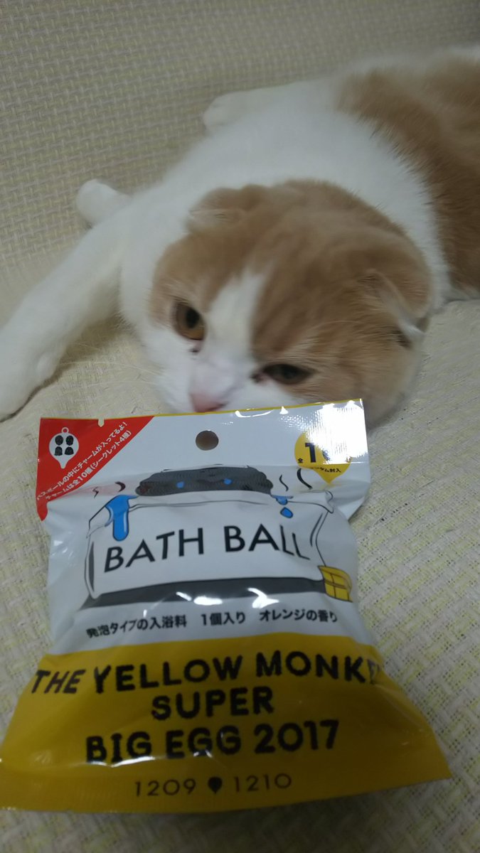mintneko17's tweet image. 今日はイエモンのバスボールでも入れて♨入るかな。相撲猫は湯加減をみてくれます🎵
#YELLOWMONKEY
#BATHBALL  
#冬至