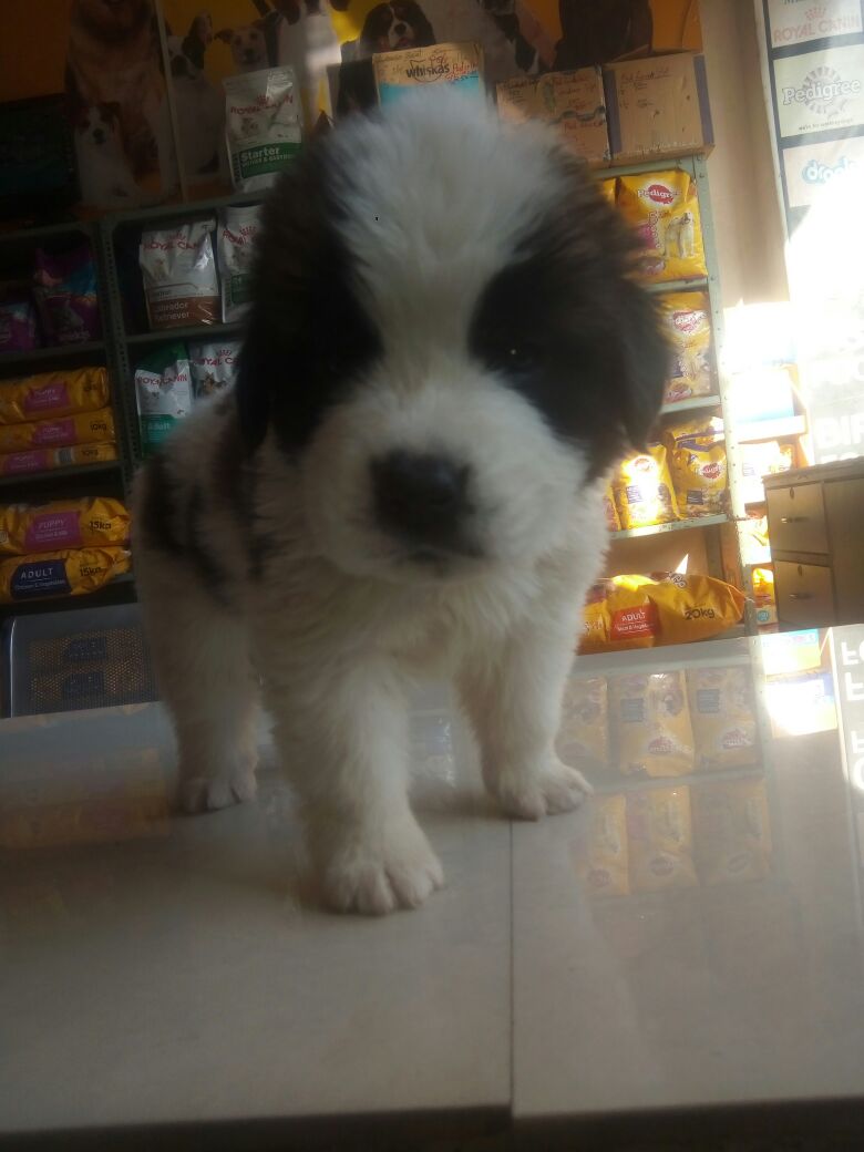 PrimePetMartJPR's tweet photo. Saint Bernard Puppy

https://t.co/MkqQsb3CNF

@PrimePetMartJPR #Jaipur #india #saintbernard #stbernard #saobernardo https://t.co/GalIk9RwY0