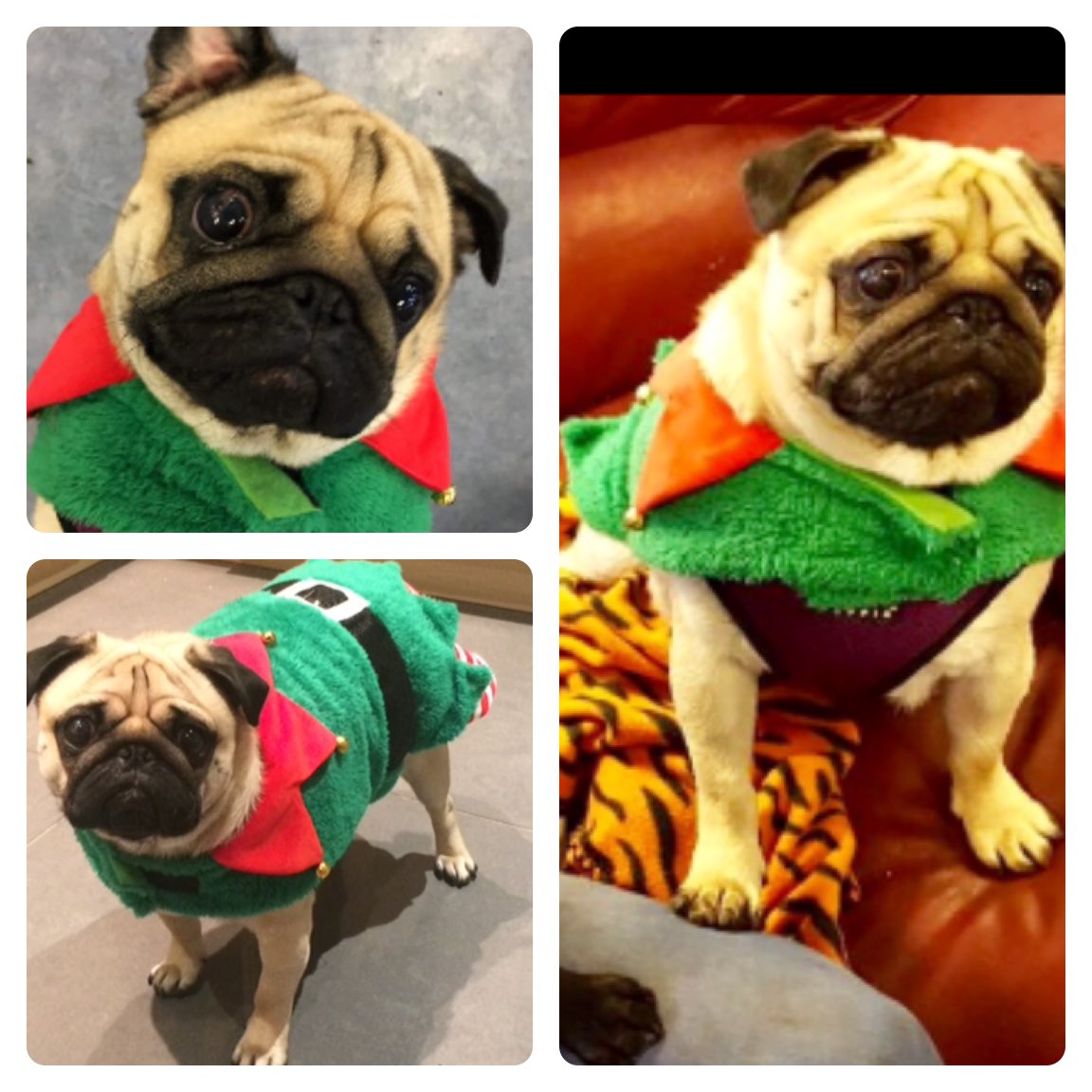MrsCosgrove2's tweet photo. Merry Christmas to all the pupils, staff and families at Canal View! From Mrs Cosgrove and her little elf Ronnie 🎄 https://t.co/9Ks1i72FL7