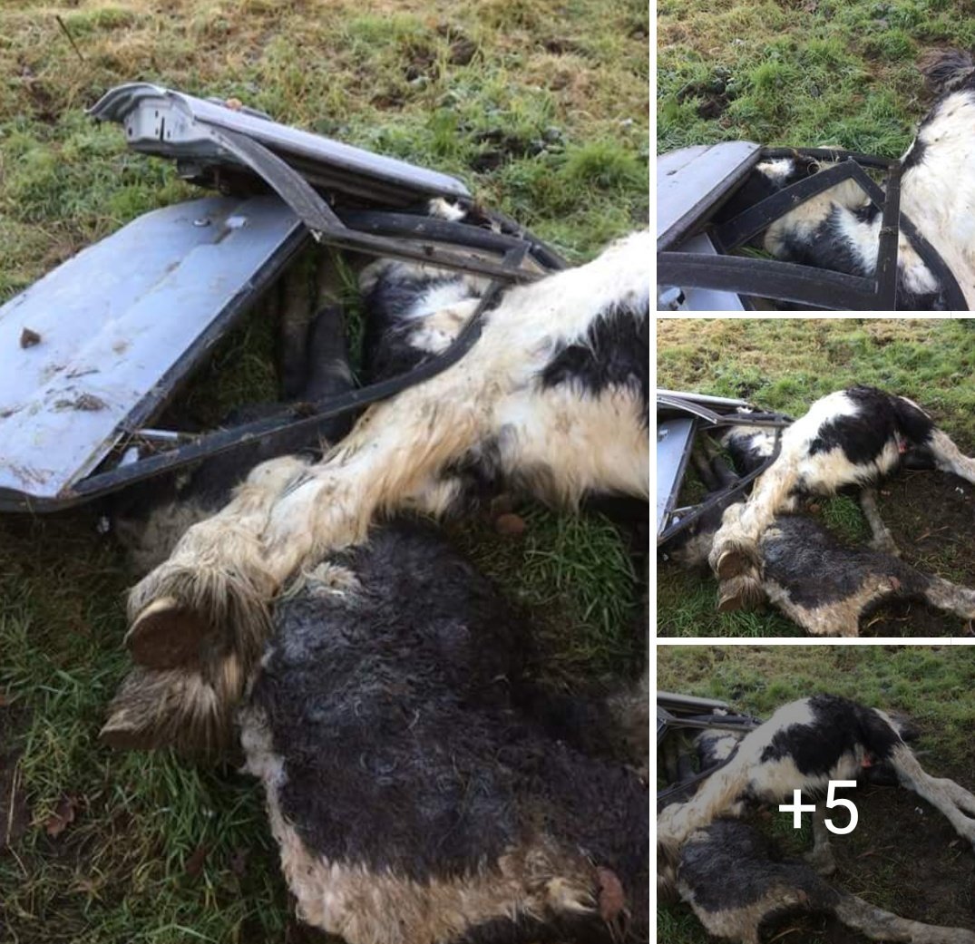 WE_HTHW2015's tweet photo. If you found dead puppies, or cows or pigs - the owners would be prosecuted and the survivors removed, not horses - these were in Kent, but no Christmas Rescue for the ones left.
These killing Fields are up & down the country, take out the dead & leave the rest.
#OpEquine
#CED https://t.co/HCzu4ERg1B
