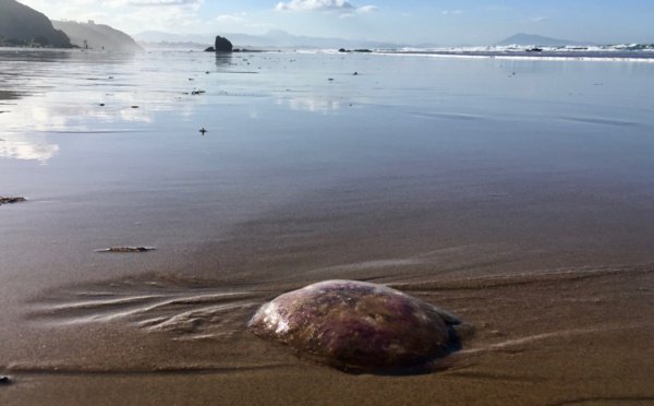 xoriburu's tweet photo. Vingt-et-un décembre, un hiver médusant sur la côte basque En ce premier jour hivernal, des méduses se sont échouées sur la côte basque, abandonnées sur le sable par la marée basse. Une présence plutôt inhabituelle en cette période de fin d'année. Les... https://t.co/lqD3KKFtvd https://t.co/V2Q3f9AgEL