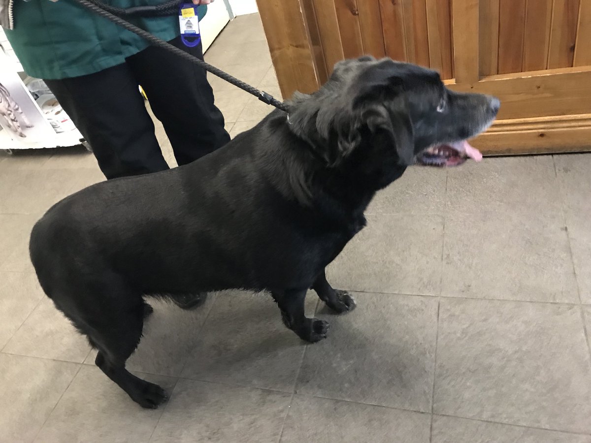 We found a well looked after black lab (no microchip) wondering around Harrington St/Camden St area - dropped in to Charlemont Animal Welfare - 01 671 4303. /cc <a href="/RanelaghLife/">Ranelagh</a>