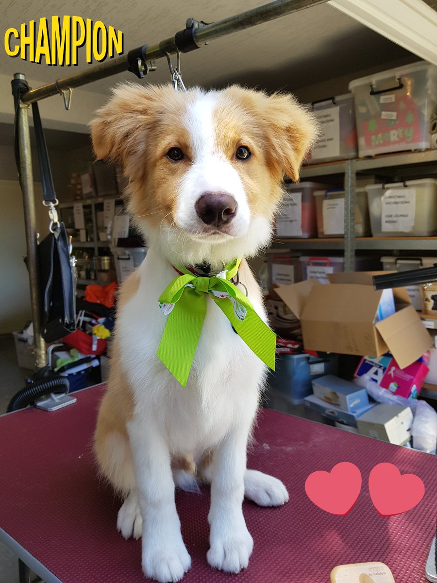 This is Rory on his second grooming with me  a  boarder collie #puppy