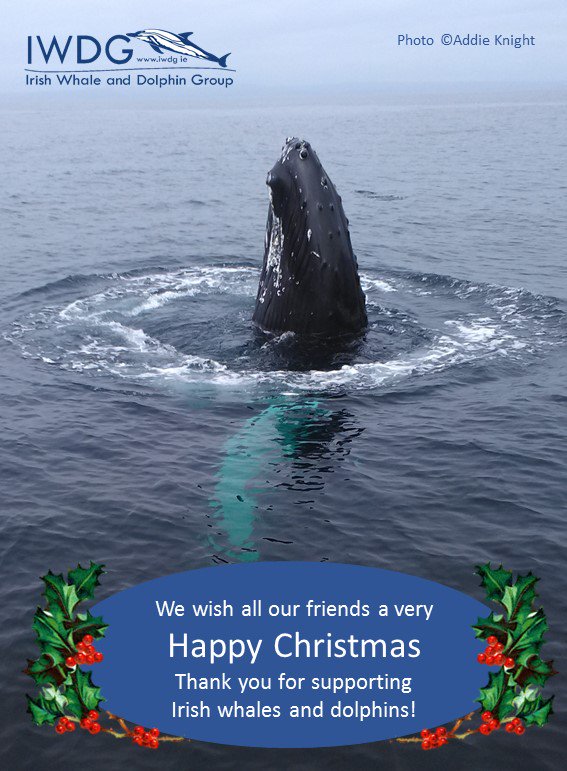 Irish Whale and Dolphin Group tweet media