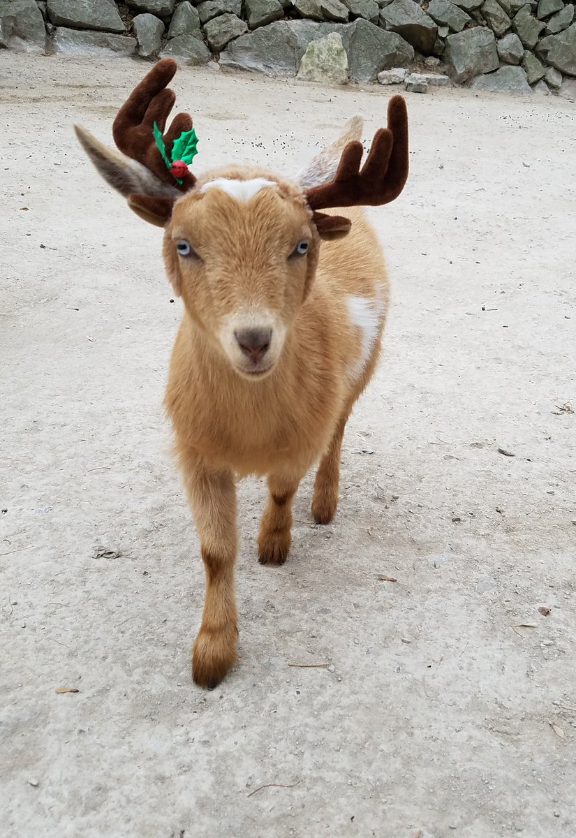 stlzoo's tweet photo. Henry Hudson prancing around the goat yard like #NoImCuter ladies. #modelgoat #childrenszoo #ladiesman https://t.co/AJk0jnpdhc