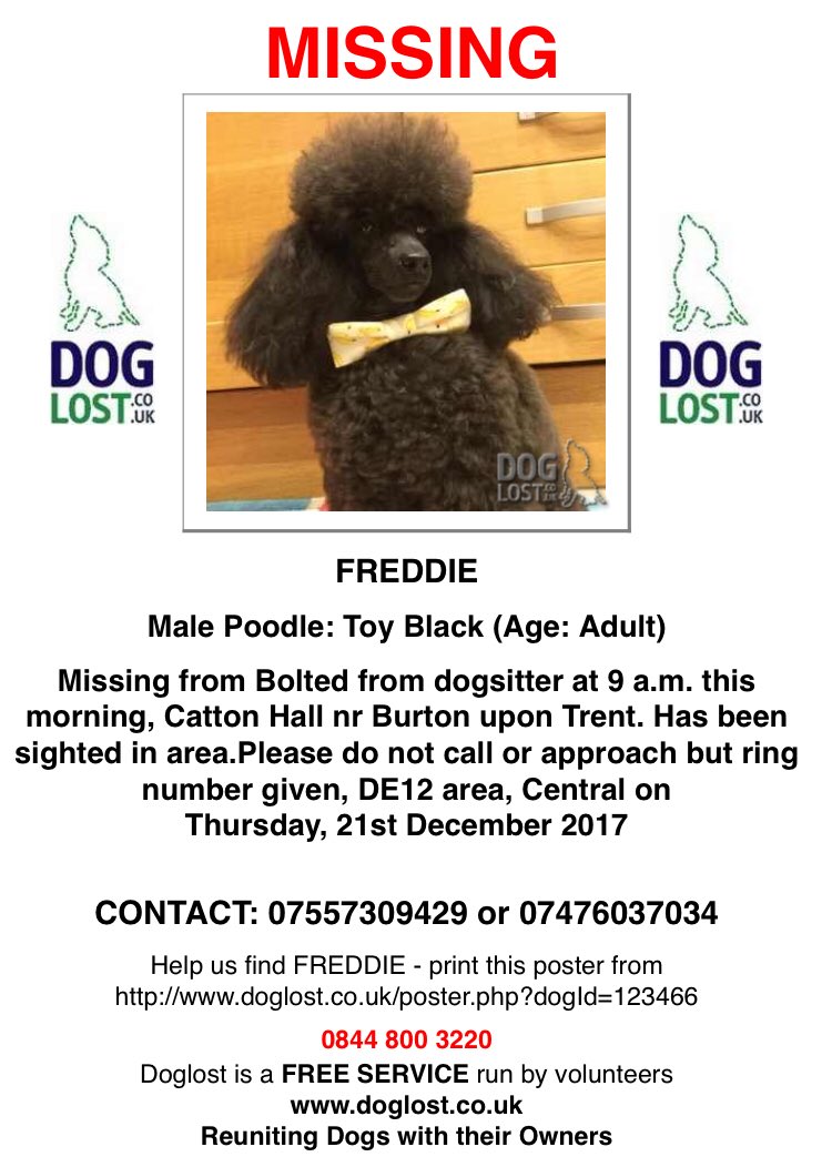AdvOfDoodles's tweet image. Please retweet and help Freddie get back to his family! He’s so tiny and will be incredibly scared, if you do see him do not approach him - call the number on his poster!

doglost.co.uk/poster.php?dog…