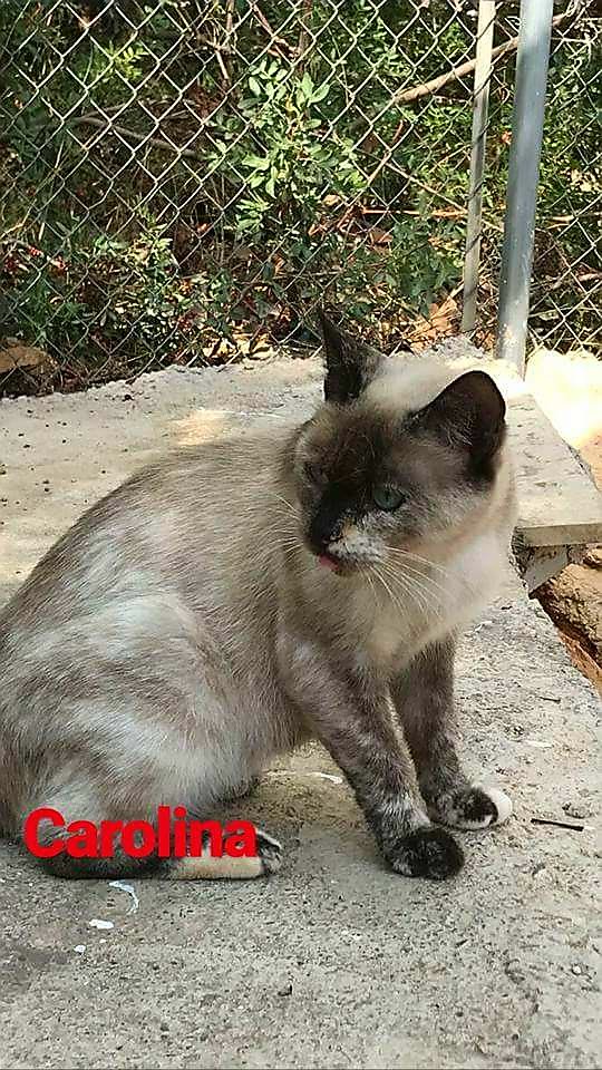 Gatoscampusburjasot On Twitter Carolina Es Un Cruce De Siames De Lo Mas Especial Le Encantan Las Personas Pero No Tanto Los Otros Gatos Por Eso Necesitamos Acogida Adopcion Urgente Para Ella Ya Que