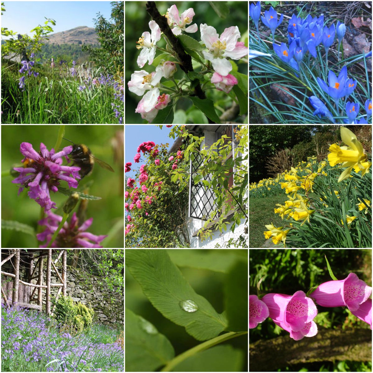 Dove Cottage On Twitter Have You Ever Wondered What The Flora In
