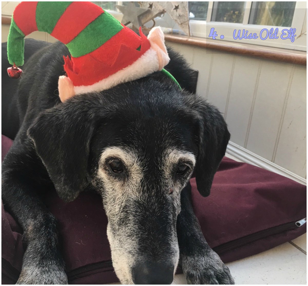 BrightSelection's tweet image. The winner of the Bright Selection Festive Pet Pic competition 2017 is Julie Estall with her picture of the Wise Old Elf!  Well done to Julie who will now receive £75 to donate to her chosen charity of Support An Essex Admiral Nurse (SEAN) 
Thank you all for your votes.