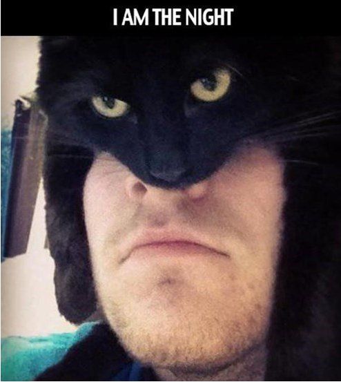 Destiny2Item's tweet photo. I'm the cat
#Kitty #funny https://t.co/myjqIT83PX