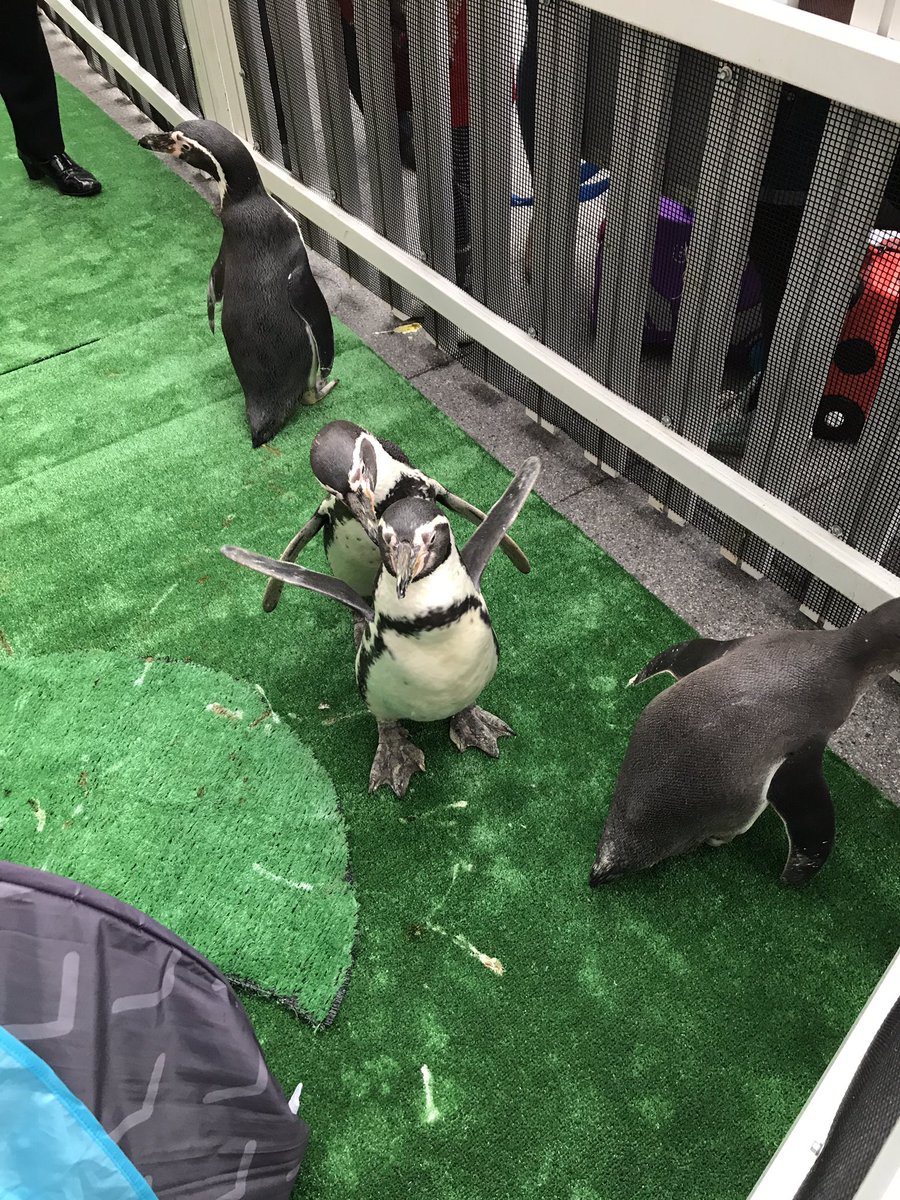 GabbyPizzi's tweet image. It&apos;s all happening @Gatwick_Airport #pengiuns #santashelpers