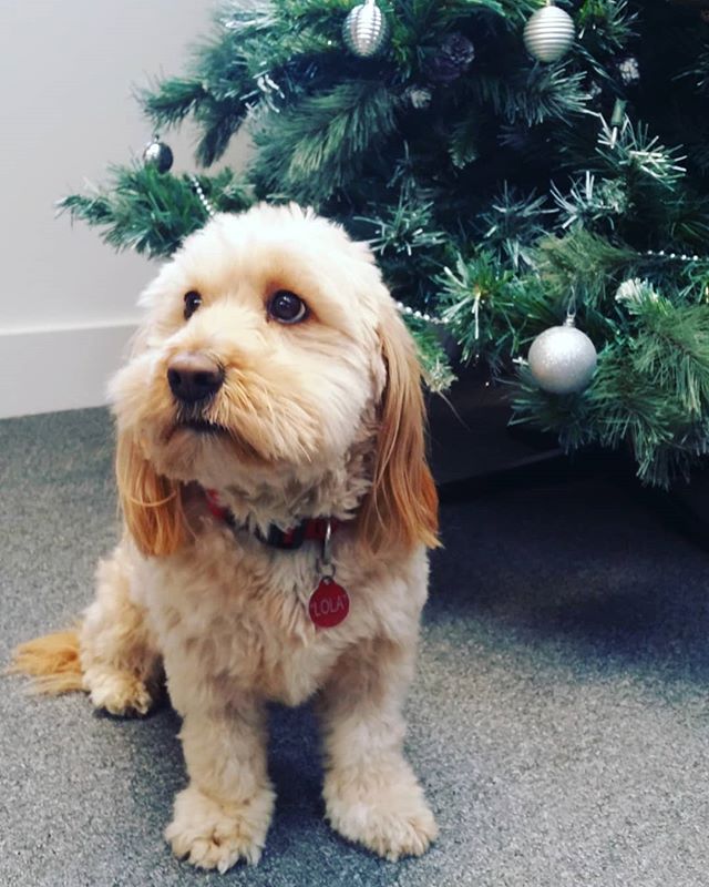 ctcaretech's tweet photo. Last day at office before Christmas break. We are back on 2nd of January 2018. Merry Christmas and a Happy New Year to everyone! 🐶🎄🎁🎉 #officechristmas #officedog #CToffice #courtneythorne #nursecall https://t.co/RV2gn6zv0T
