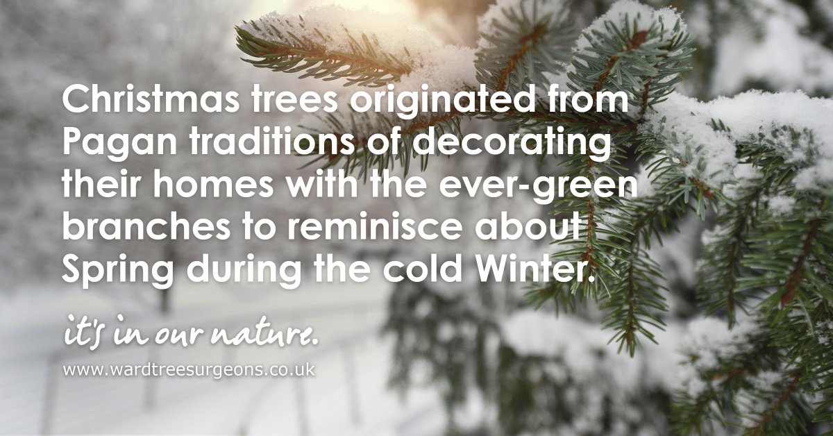 WardTreeSurgeon's tweet image. A festive tree fact!

It&apos;s #InOurNature