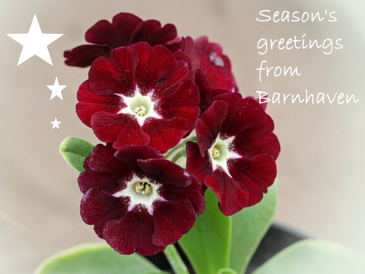 barnhaven's tweet photo. Wishing all our friends and customers @Barnhaven a lovely Christmas. Hope you enjoy the end of year festivities whatever you celebrate and wherever you are....they are all a reminder that even in the darkest depths of winter there is light and #spring will come again. #auriculas https://t.co/OgRpiuP4hb