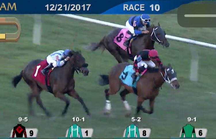 ashadorider's tweet photo. Drinks On Maggie #8 with a 3rd place finish at @gulfstreampark on Thursday..
.
#niheiracingstables #michellenihei #thoroughbred #training #horses #pegasus #florida #soflo #racehorse #horseracing #gulfstreampark  #winning #thoroughbredsofinstagram #horse #horsemanship #gulfstream https://t.co/LnDKxRlqrq