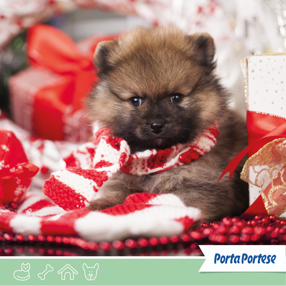 Per Natale vesti a festa anche i tuoi 'amici pelosi'. 🐱🐶🐰 Cerca tra gli annunci di PortaPortese! 👇🏻@Roma #cuccioli #natale #animali hyperurl.co/bjssf3