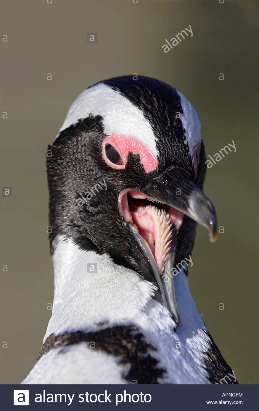 Haben Pinguine Zähne Haben Pinguine Zähne