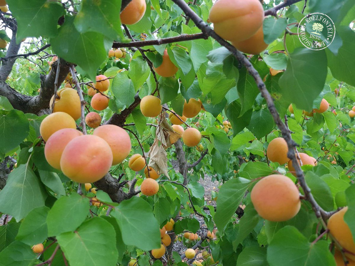 KoelfonteinFarm's tweet photo. Die seisoen is vanjaar heelwat later as normaalweg, maar nou is die appelkoostyd in volle swang. Kersfees op Koelfontein sonder appelkose wat ryp is en gepluk wil wees is nie Kersfees nie! https://t.co/wqLXdps26z