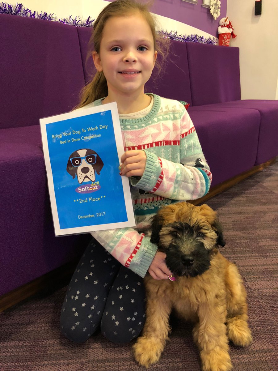 DougFawell's tweet photo. Trixie the #wheatenterrier wins 1st prize in the @softcat Bring Your Dog To Work Day Best 🐕 in Show Competition small dog category and 2nd prize overall! Not bad for a 10 week old puppy #SoftcatDogDay https://t.co/hSZUc8t2UW