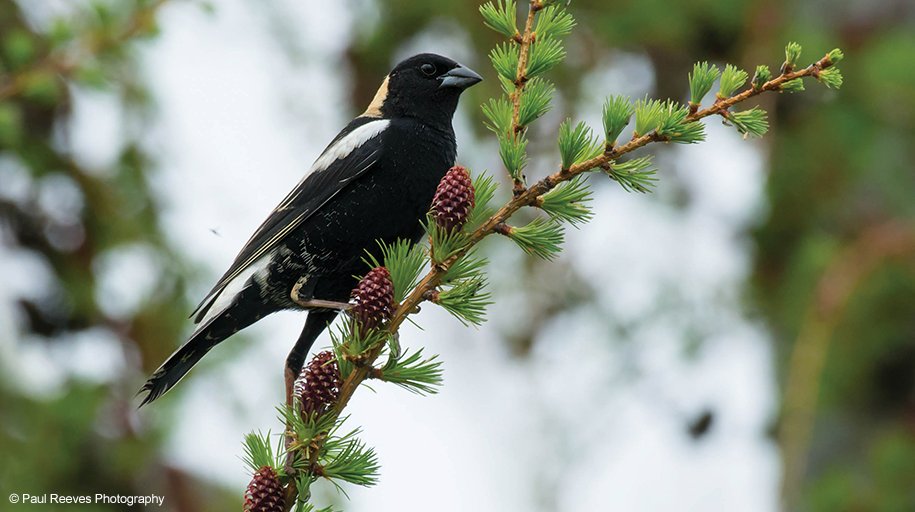 WWFCanadaFR's tweet photo. En 2017, notre Rapport planète vivante Canada a révélé que plusieurs populations d'oiseaux déclinent au pays. En 2018, nous ferons encore #PlusdeConservation https://t.co/8KwN5IiRJb https://t.co/hQFgiS9xGx
