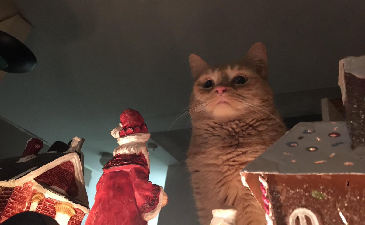 VictoriaVets_'s tweet photo. Caption this! We need the giggle!

#cats #CatsOfTwitter #Christmas #santa #funny #FridayFeeling #friyay #FridayMotivation https://t.co/Wgy2ZJ8NIG