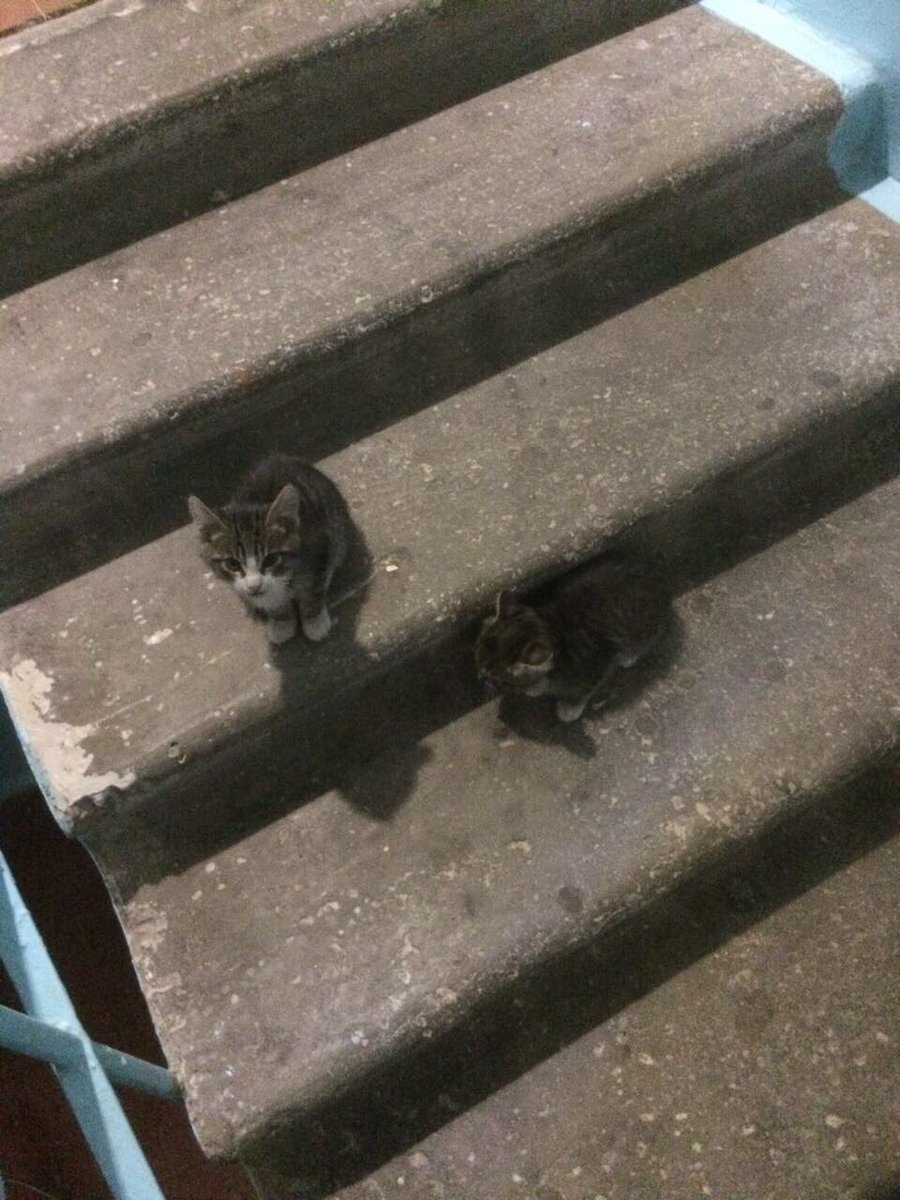 ❗️❗️❗️❗️Подкинули в подъезд котят, оба мальчики. Забирайте скорее этих красавцев Ойунского 20/1, 1 подъезд. 89245940606 звонки и ватсап#rt❗️❗️❗️ребята ретвит давайте не дадим им замерзнуть❕❕❕❕