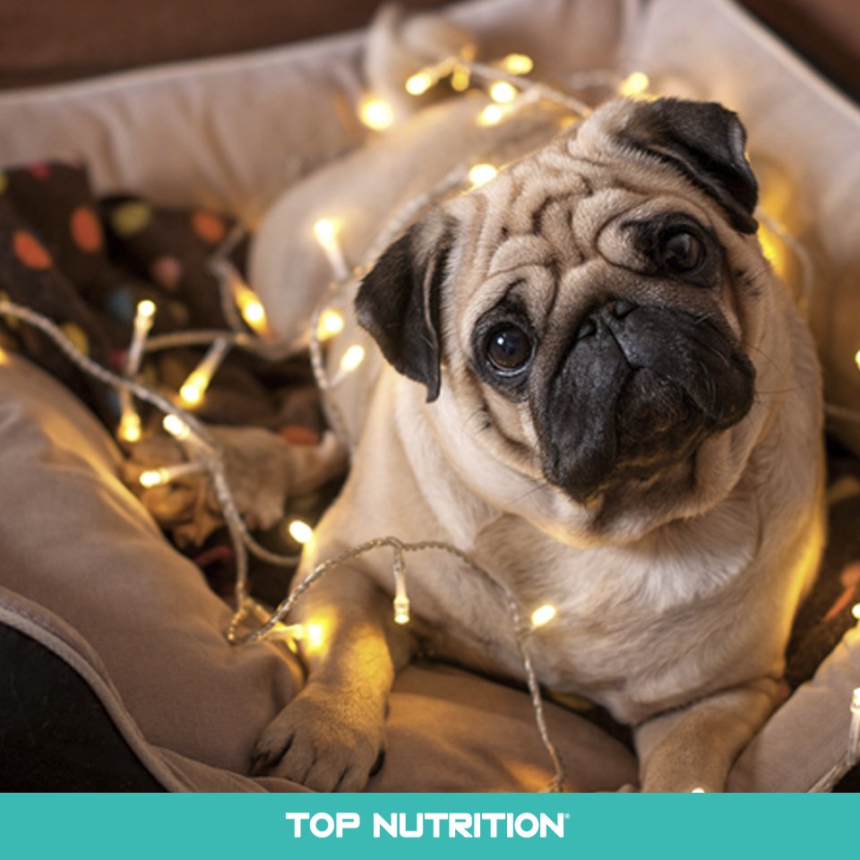 TopNutritionAr's tweet photo. "Yo no fui" #TopNutrition #SuperPremium #Navidad #AccidentesNavideños https://t.co/WLbvmjMfcp