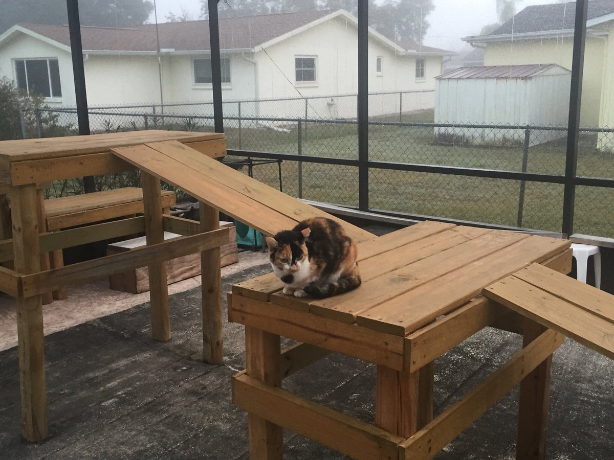 SkittlesFriends's tweet photo. Skittles: Good Morning everyone, Itโs a cool, damp, & Foggy morning here on the Catico, but the Patrols must go on. We send #PurrsofPeace to all of our Furrends @JethroKitty @JaxAcrocat @3coolkatz @nesjloch @KhanCats @Biscuit_Meow @Katerkind @fluffybasil @PhoebeAndSelene @Spudmas https://t.co/OE7pvJe0PI