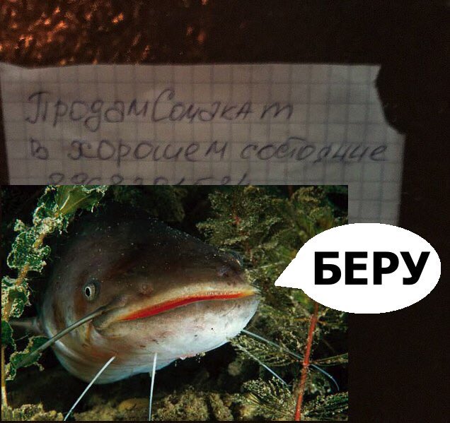 Сделал картинки и ржу. А как вы боретесь с тем, чтобы не сдохнуть перед Новым годом?