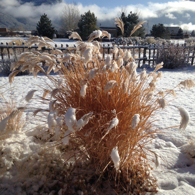 Snowy #Winter Grasses ❄️ #Taos, #NewMexico #Landscape #Gardening