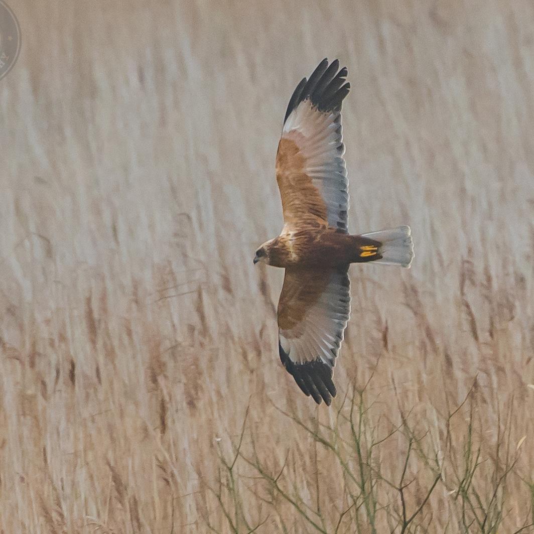 contactNikon's tweet photo. A few hours in the hide today. The #wildlife put on a great #show #suffolk #eastanglia #eastcoast #rspb #birds #nature #hunting #visitsuffolk #nikon_photography https://t.co/7JQHR3vzWU