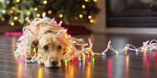 We would like to wish everyone Happy Holidays! We will be closed on December 25 and 26th.