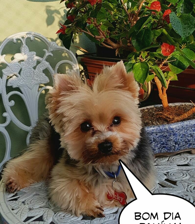 Yorkshire e Lulu da Pomerânia on Twitter: Yorkshire e Lulu da Pomerânia on Twitter: