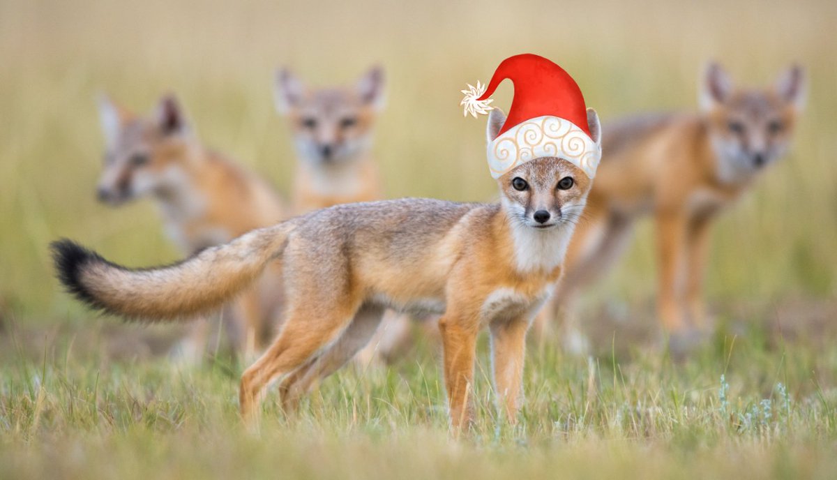 ARButler89's tweet photo. Happy Holidays from the #CUPrairieLab swift fox research project! #FoxFriday (π·: Craig Miller @BLM_MTDKs) https://t.co/saPczuRegp