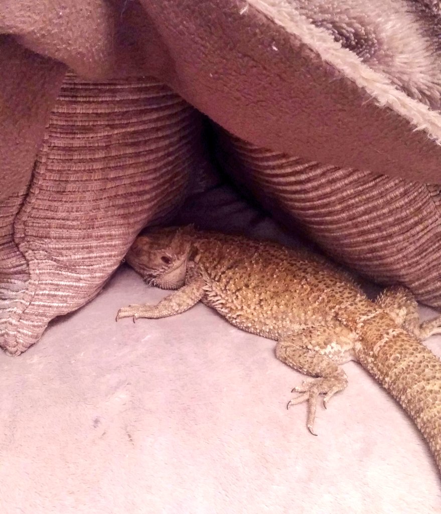 ThatPetLife's tweet photo. Bet you can't guess what is under the blanket! My pets are the bestest hiderers #BeardedDragons #Pets #hideandseek https://t.co/7uvdJ2qODN