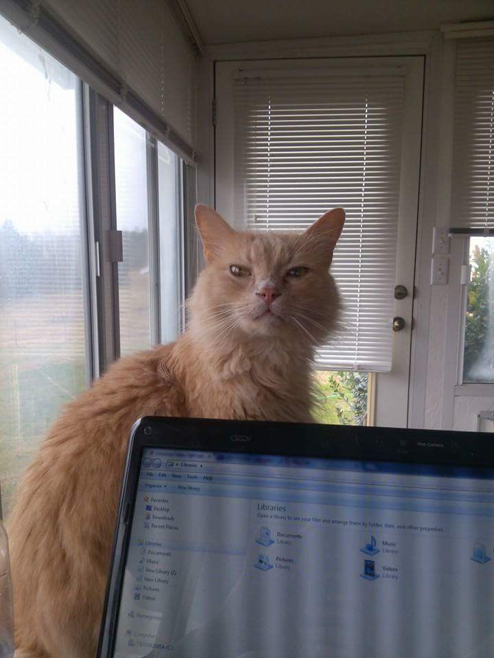 fehusfgeuwguyw's tweet photo. #InAPinchYou bring out Judgement Cat when you need to get writing! #amwriting https://t.co/x2rp03NpUh
