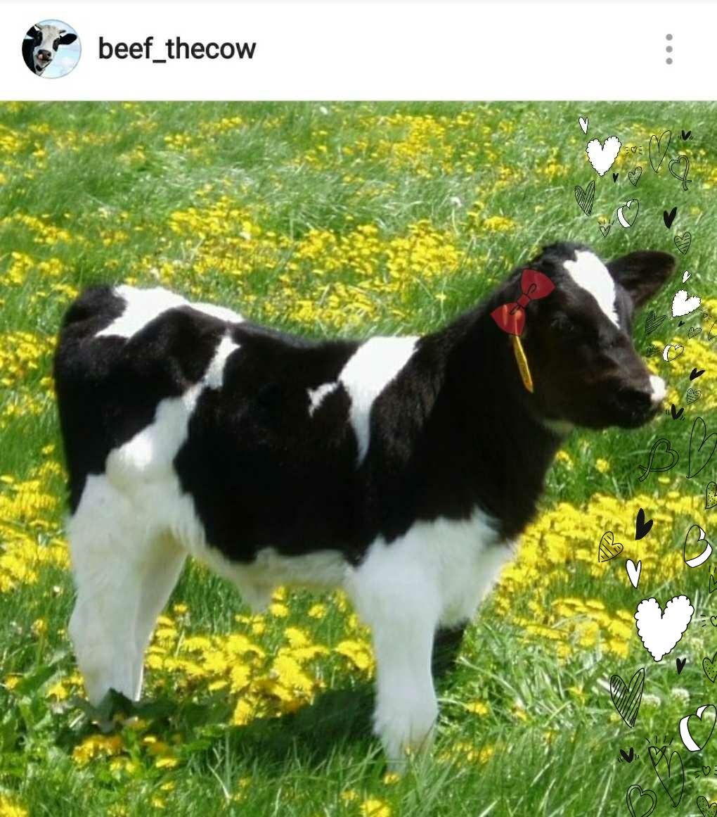 audreyapples's tweet photo. Floofie Moomoo #cowzy #cows #kekeke #doggo 

IG: beef_thecow https://t.co/7BAEkzpwSn