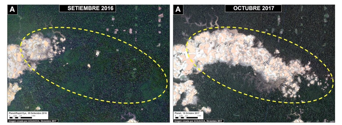 afneyra's tweet photo. Se incrementa pérdida de Bosque y Cobertura en Madre de Dios, se perdió área equivalente a más de 10 mil canchas de fútbol #MAAPProject https://t.co/ECxwnhg23j https://t.co/un3LXUUdsS