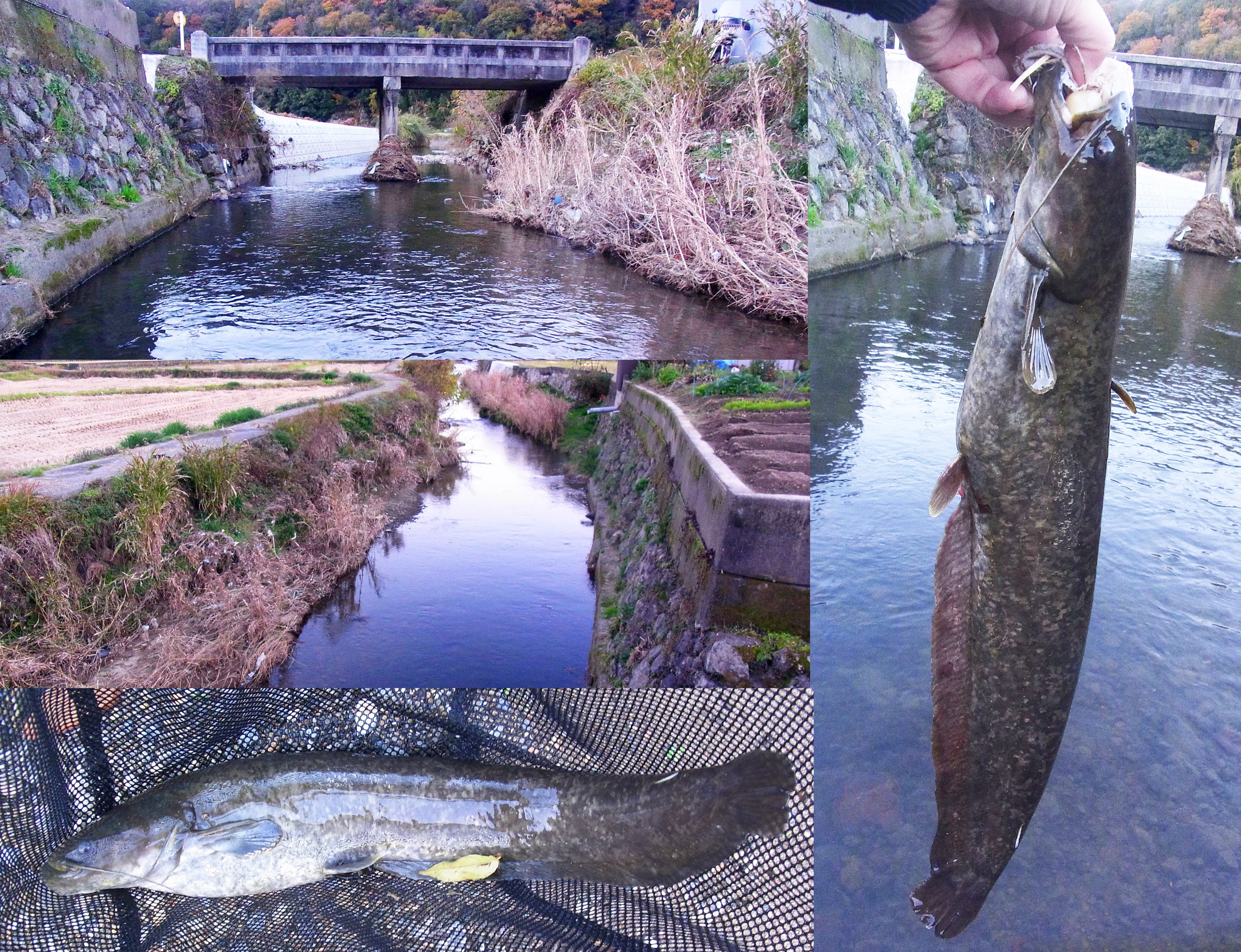 Rhodeus 芦田川支流でナマズをとる 寒い日で 魚も少ない芦田川支流の上流を調べていた 捕れるのは カワムツ ドンコ シマヒレヨシノボリ この辺りで まあ いるならコイツらだよな という顔ぶれ そこにガツンという手応え 慌ててタモ網を