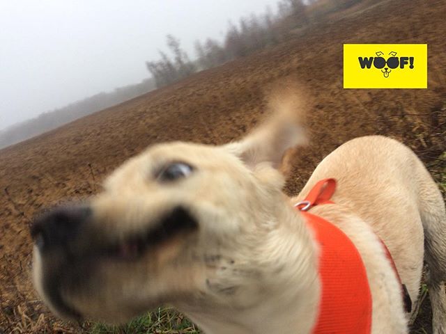 WoofServices's tweet photo. Pull a #funny #face for #christmas #photooftheday #dogoftheday #labradoroftheday #labradorable #labradorpuppy #labradorsofinstagram #nofilter #dogsofinstagram #dogs #dogsofinsta #dogstagram #dogsofmanchester #woof #woofwoof #woofstuff https://t.co/YftjflrsTQ https://t.co/gdP14oaKet