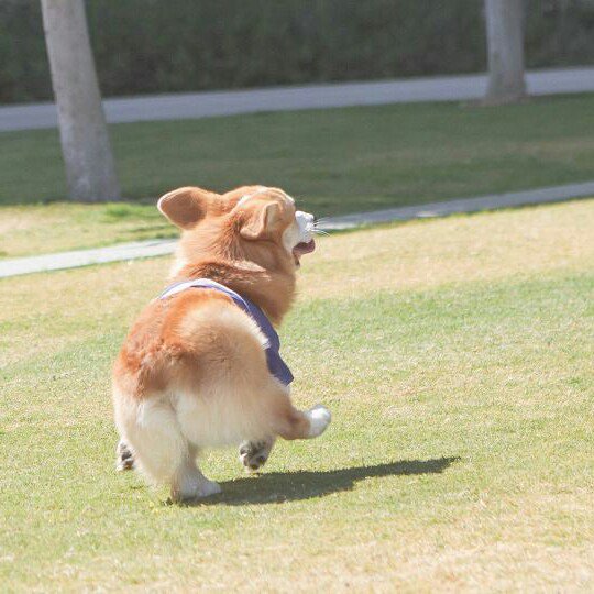 baekhyun the corgi (@baekthecorgi) on Twitter photo 